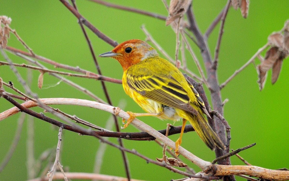 Yellow Warbler (Mangrove) - Josanel Sugasti -photographyandbirdingtourspanama