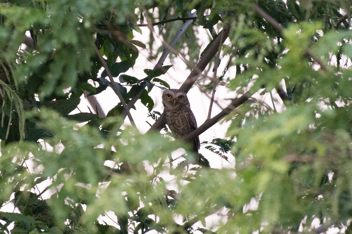 Spotted Owlet - John C. Mittermeier