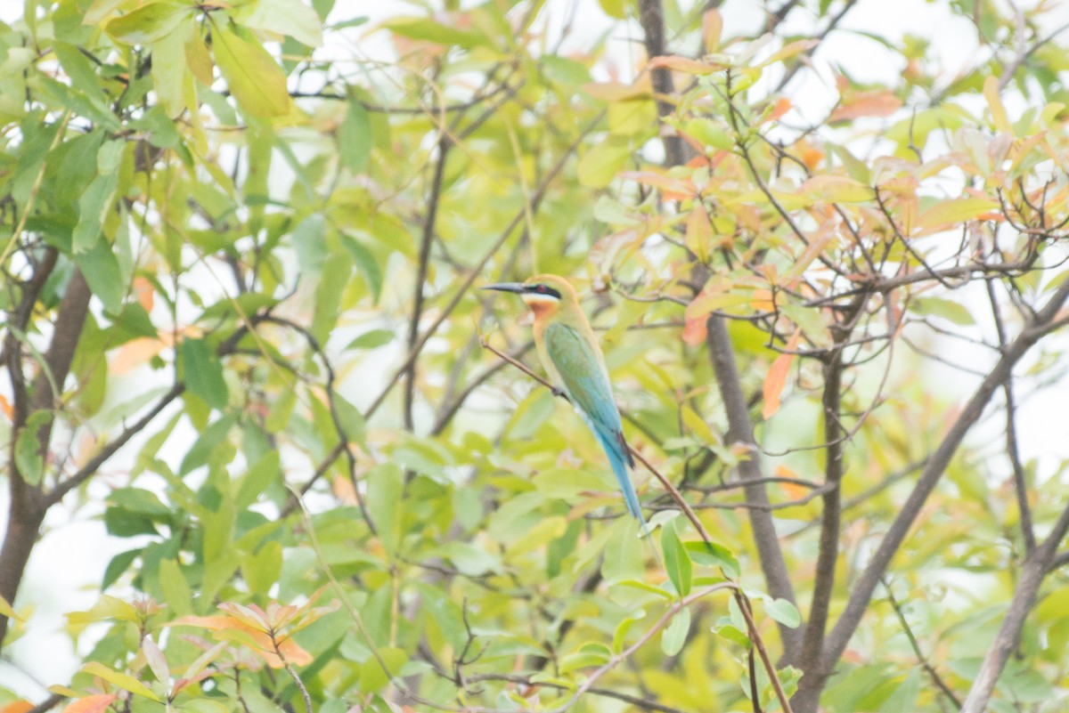 Blue-tailed Bee-eater - John C. Mittermeier