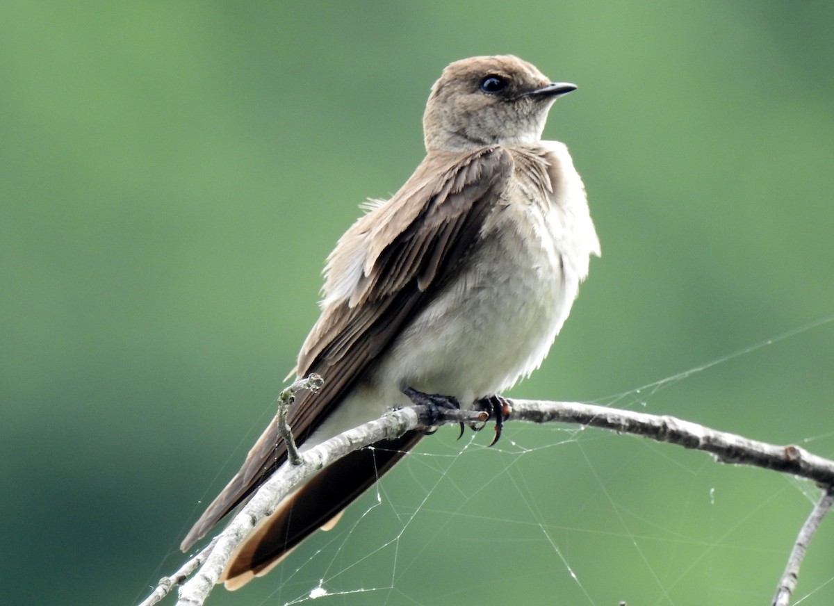 Northern Rough-winged Swallow - bob butler