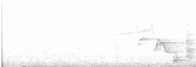 Malabar Gray Hornbill - ML101502161