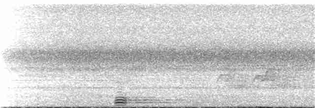 Rhinozeroshornvogel - ML101505361