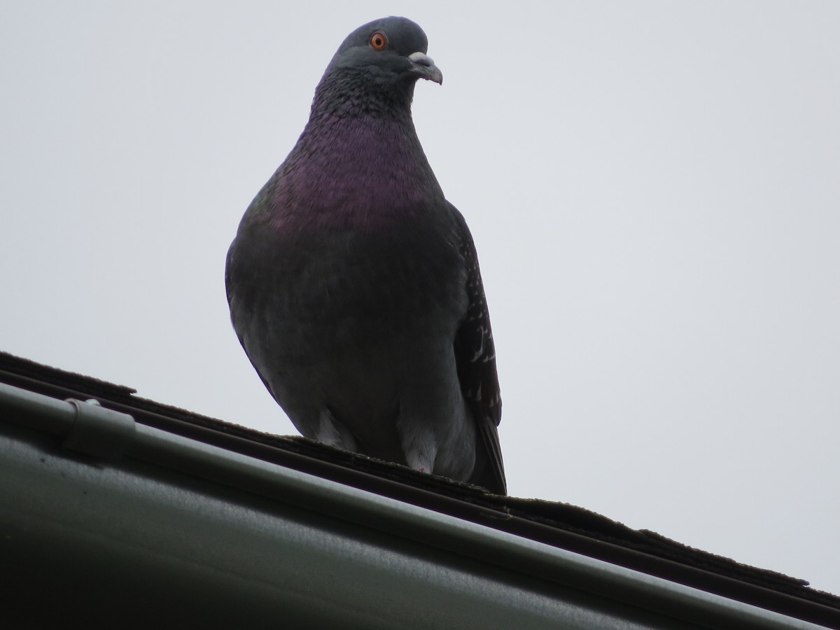 Rock Pigeon (Feral Pigeon) - ML101505581