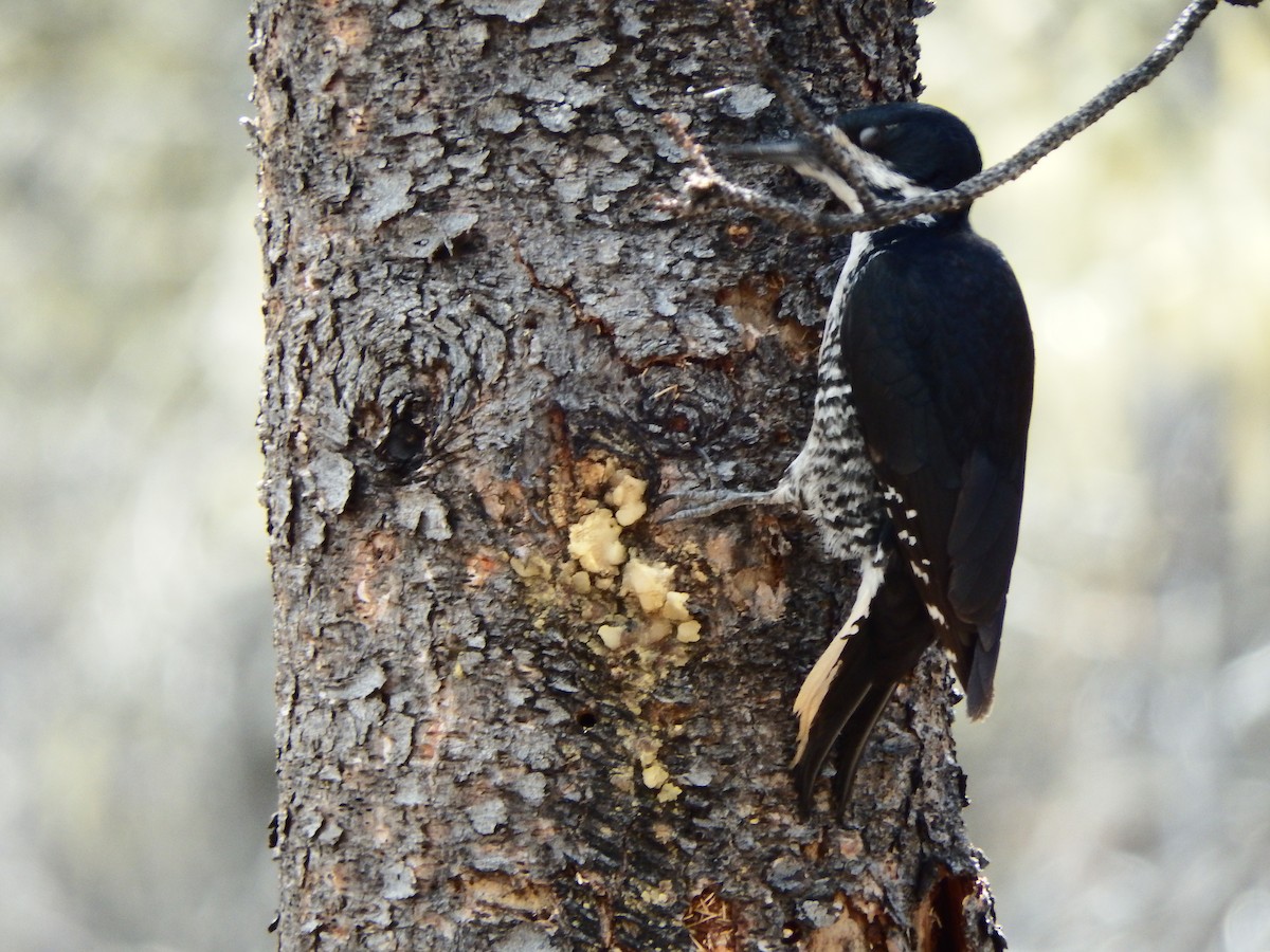 Black-backed Woodpecker - ML101506381