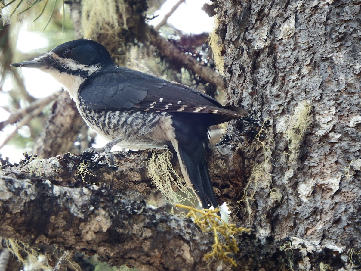 Black-backed Woodpecker - ML101506451