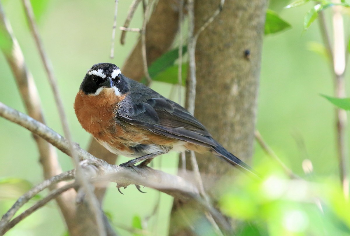 Black-and-rufous Warbling Finch - ML101510261