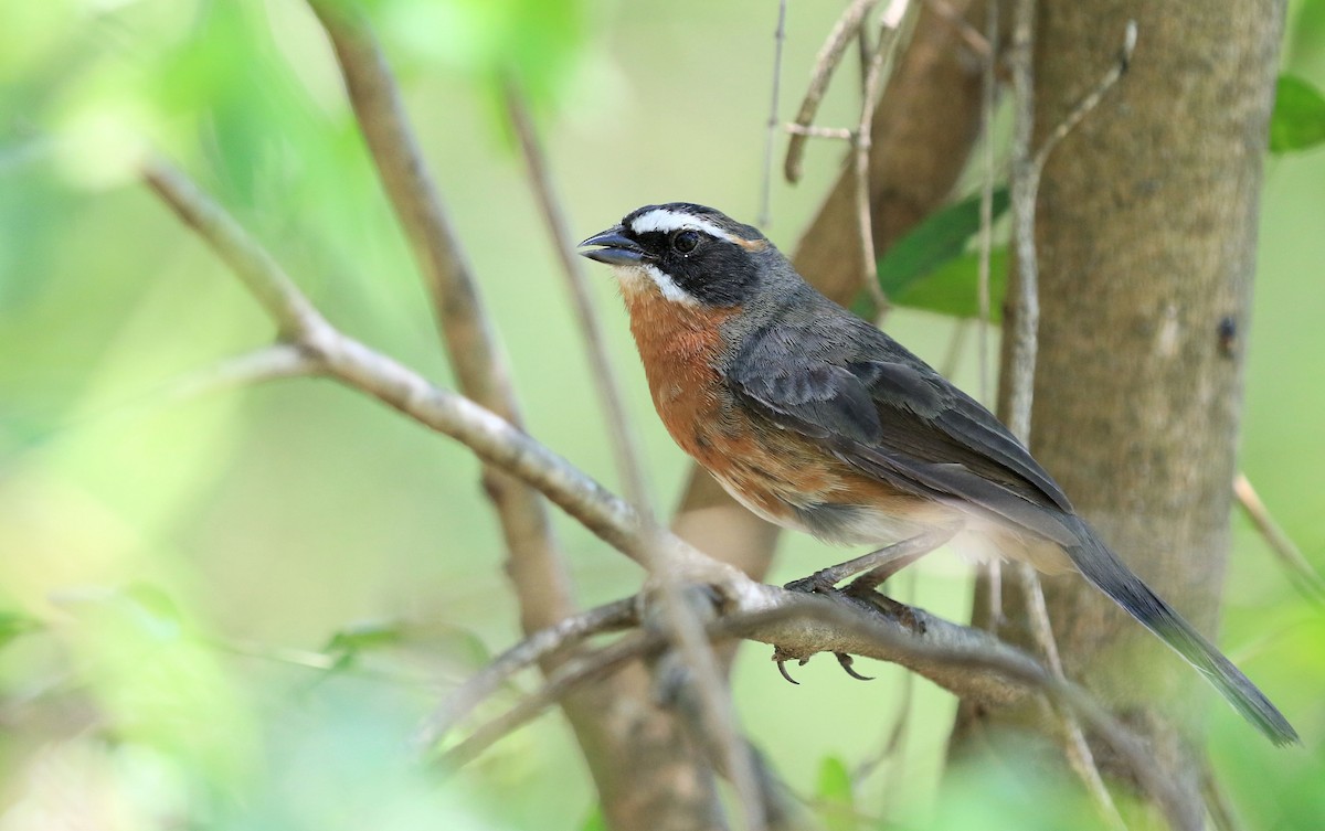 Black-and-rufous Warbling Finch - Patrick MONNEY