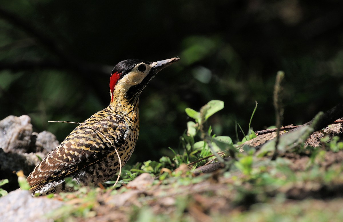 Green-barred Woodpecker - ML101510481