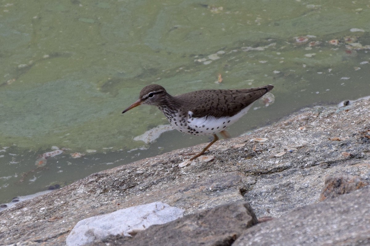 Spotted Sandpiper - Max Leibowitz