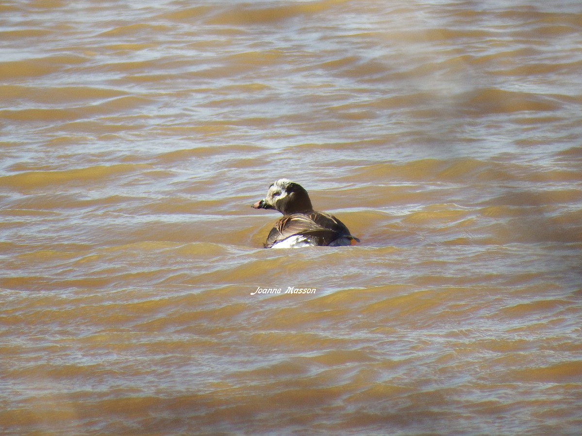 Long-tailed Duck - ML101517791