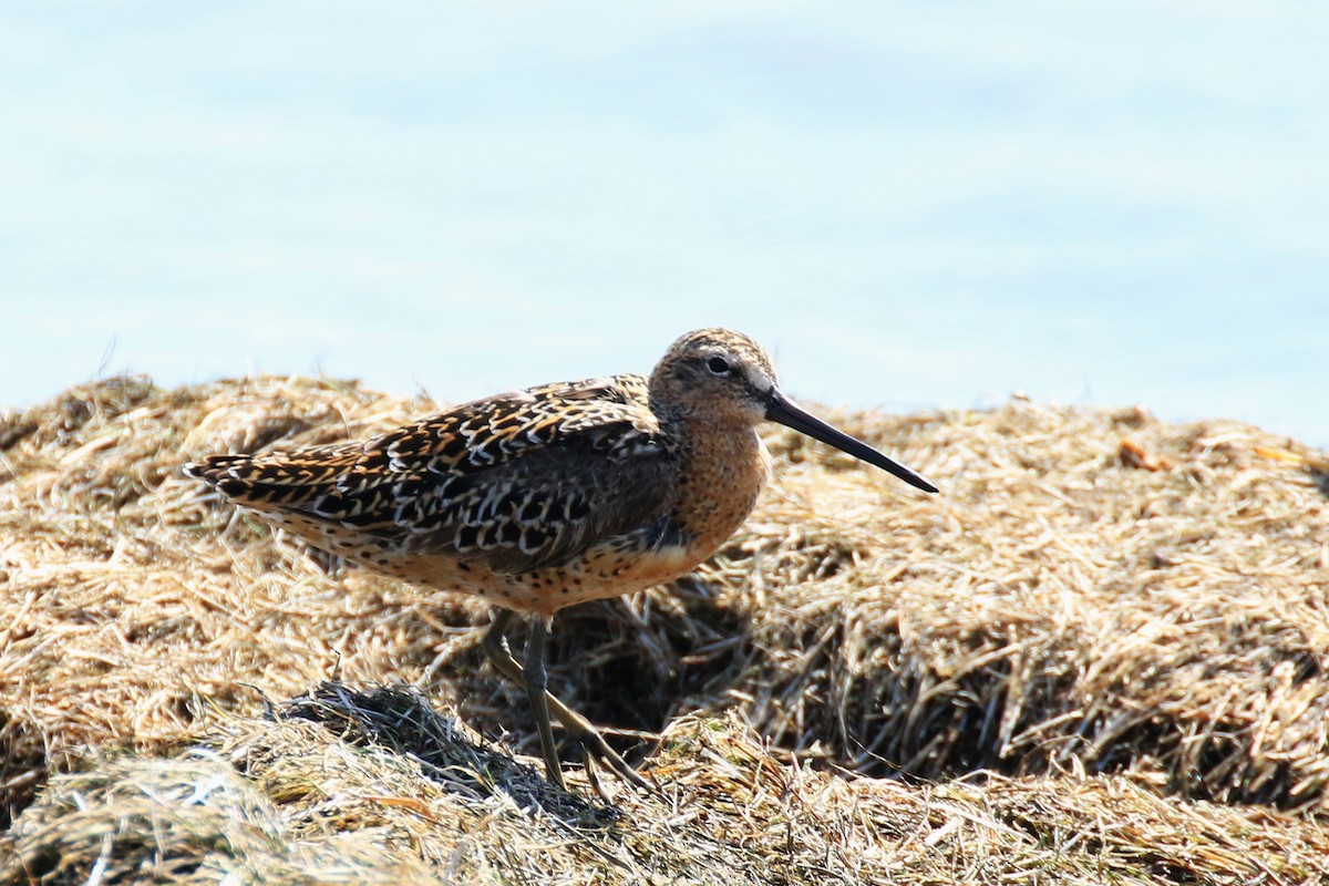 Long-billed Dowitcher - ML101518921