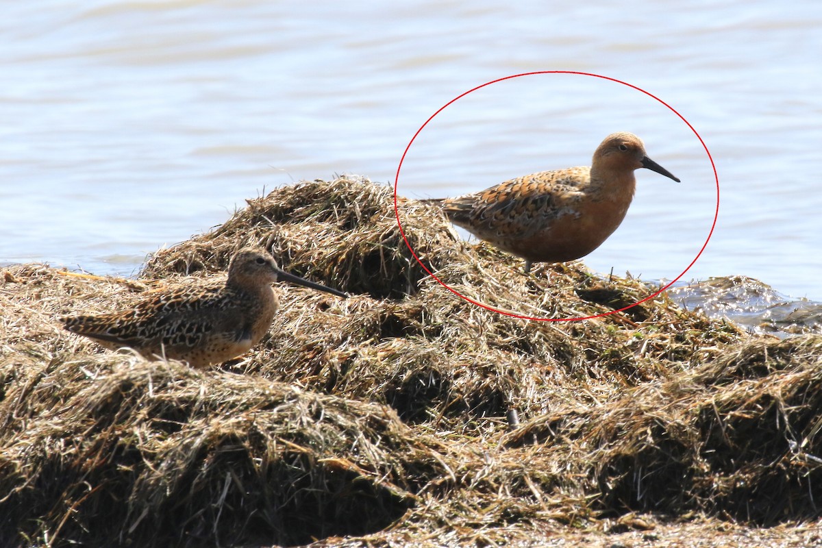 Red Knot - ML101519821