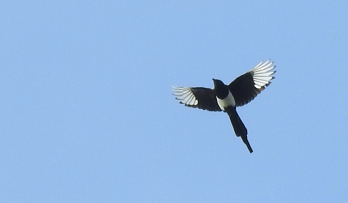 Black-billed Magpie - Jean Iron