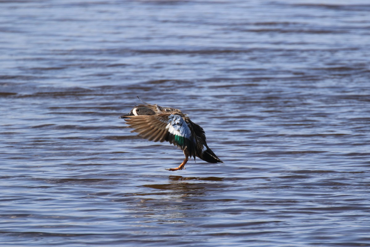 Blue-winged Teal - ML101521781
