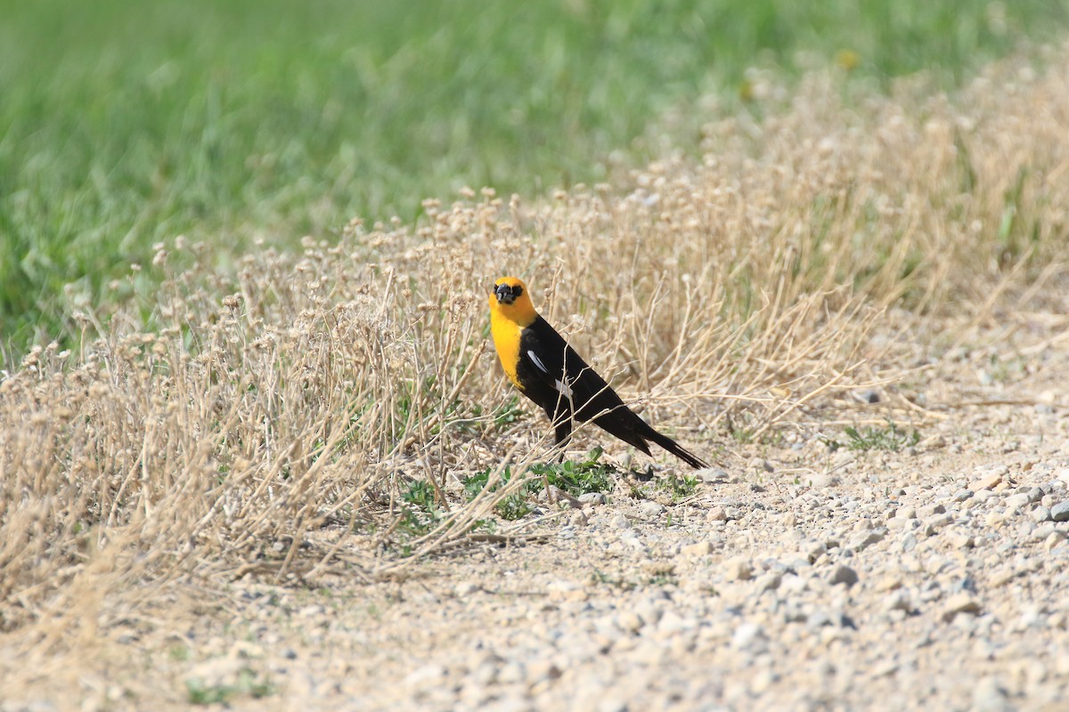 Yellow-headed Blackbird - Denis Tétreault