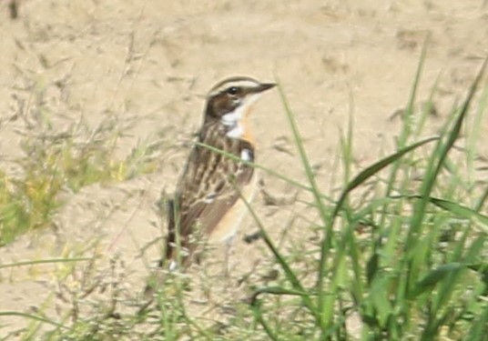 Whinchat - ML101523871
