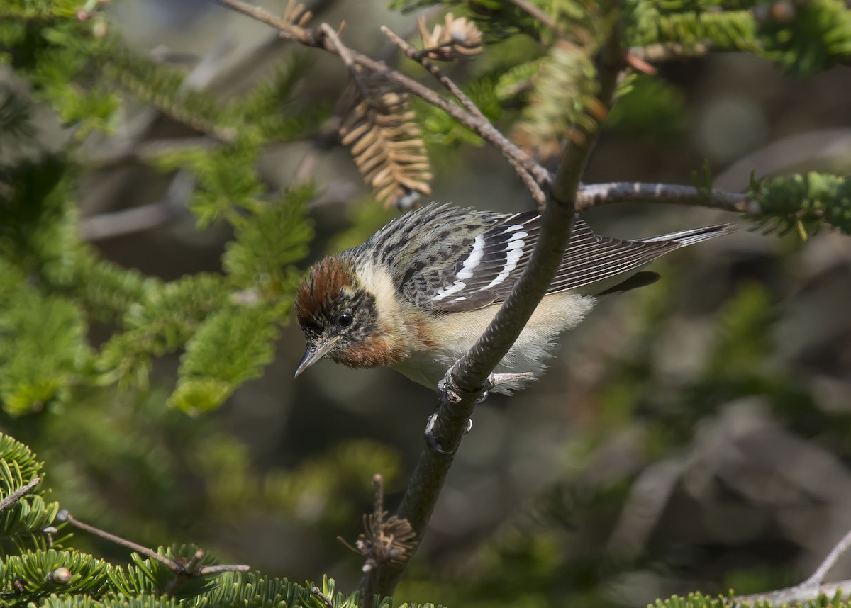 Bay-breasted Warbler - Ronnie d'Entremont