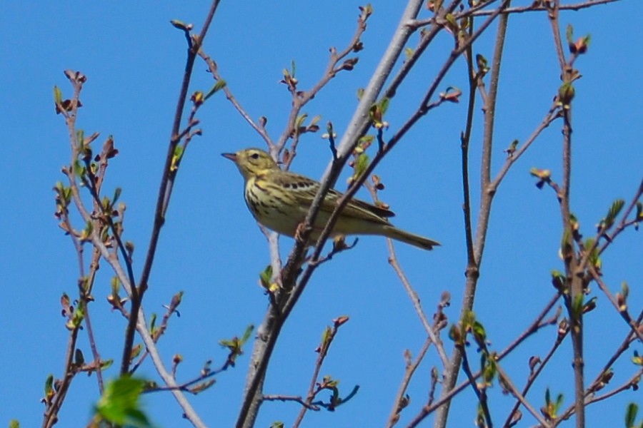 Tree Pipit - Anna Bes