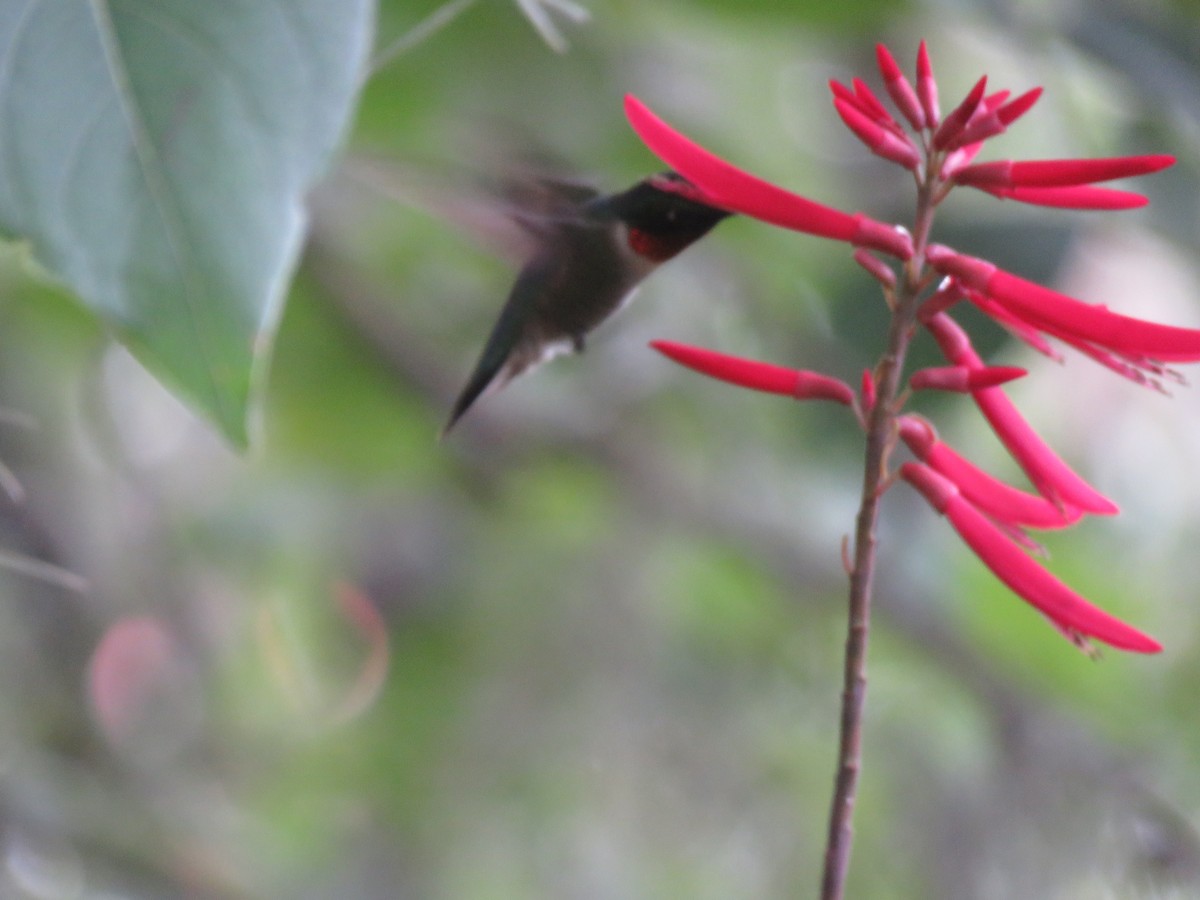 Ruby-throated Hummingbird - ML101529211