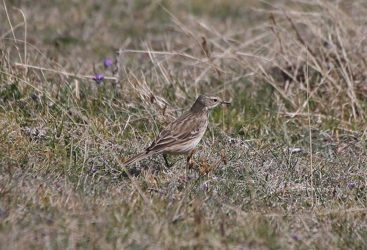 Water Pipit - ML101529221
