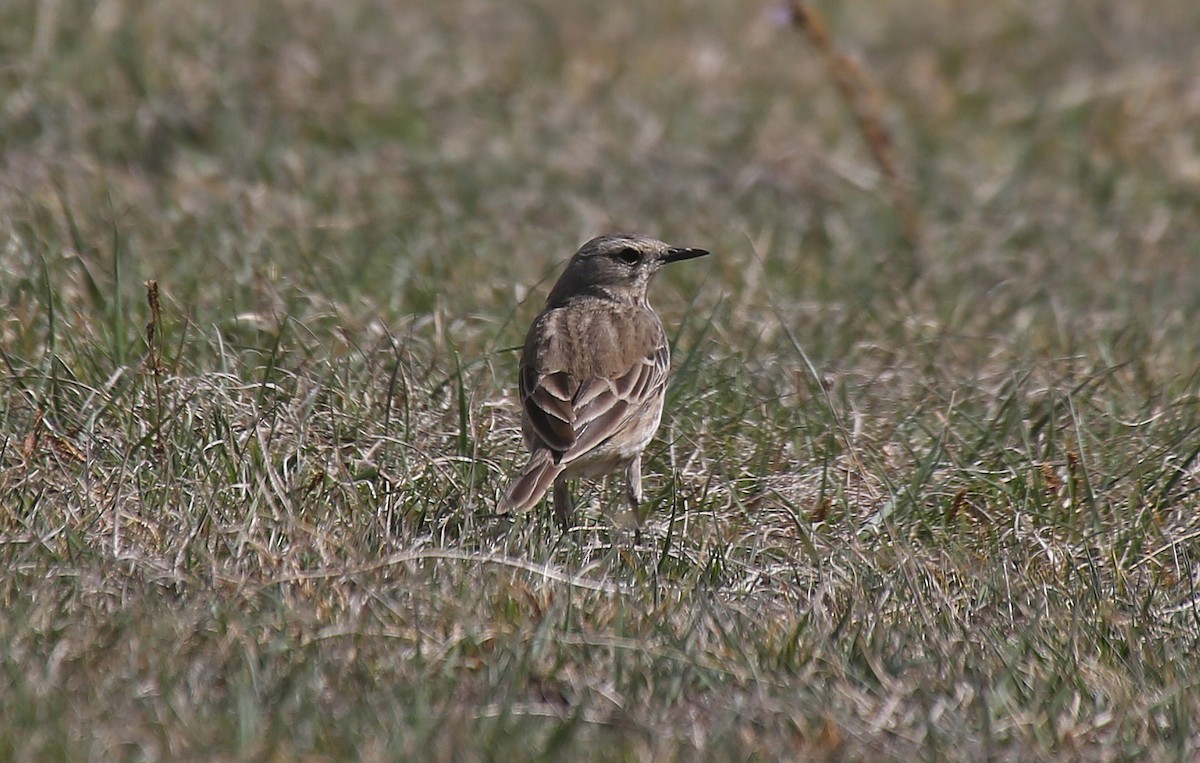 Water Pipit - ML101529291