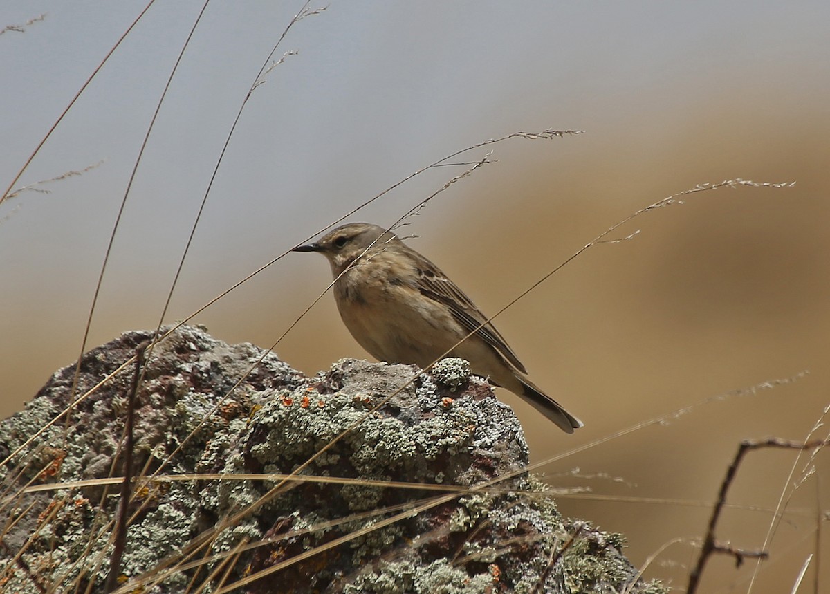 Water Pipit - ML101529361