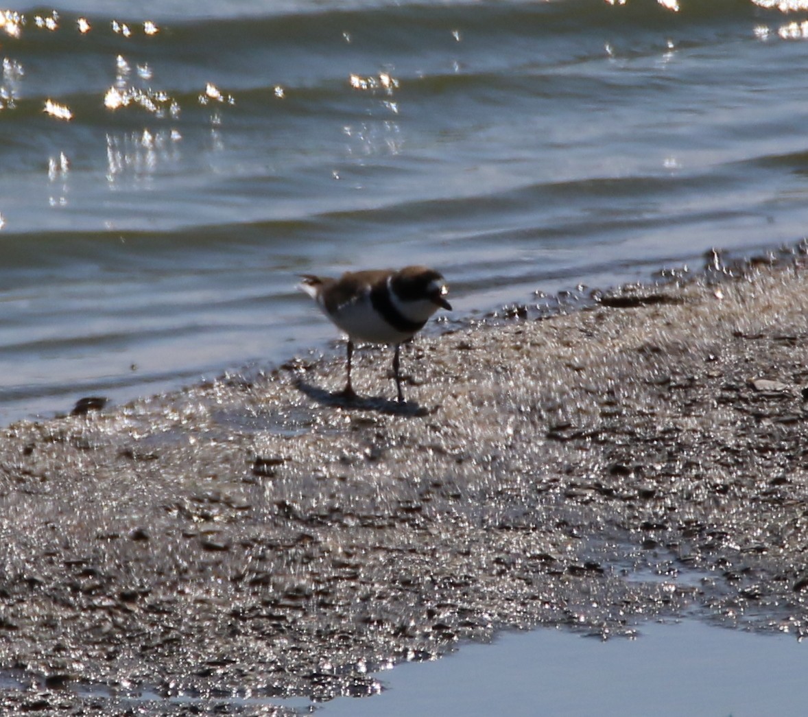 Semipalmated Plover - ML101531381