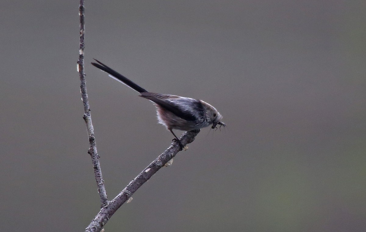 Long-tailed Tit - Paul Chapman