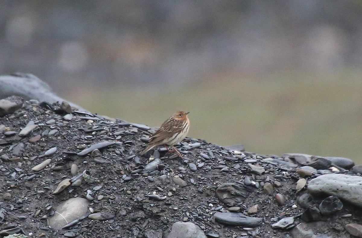 Red-throated Pipit - Paul Chapman