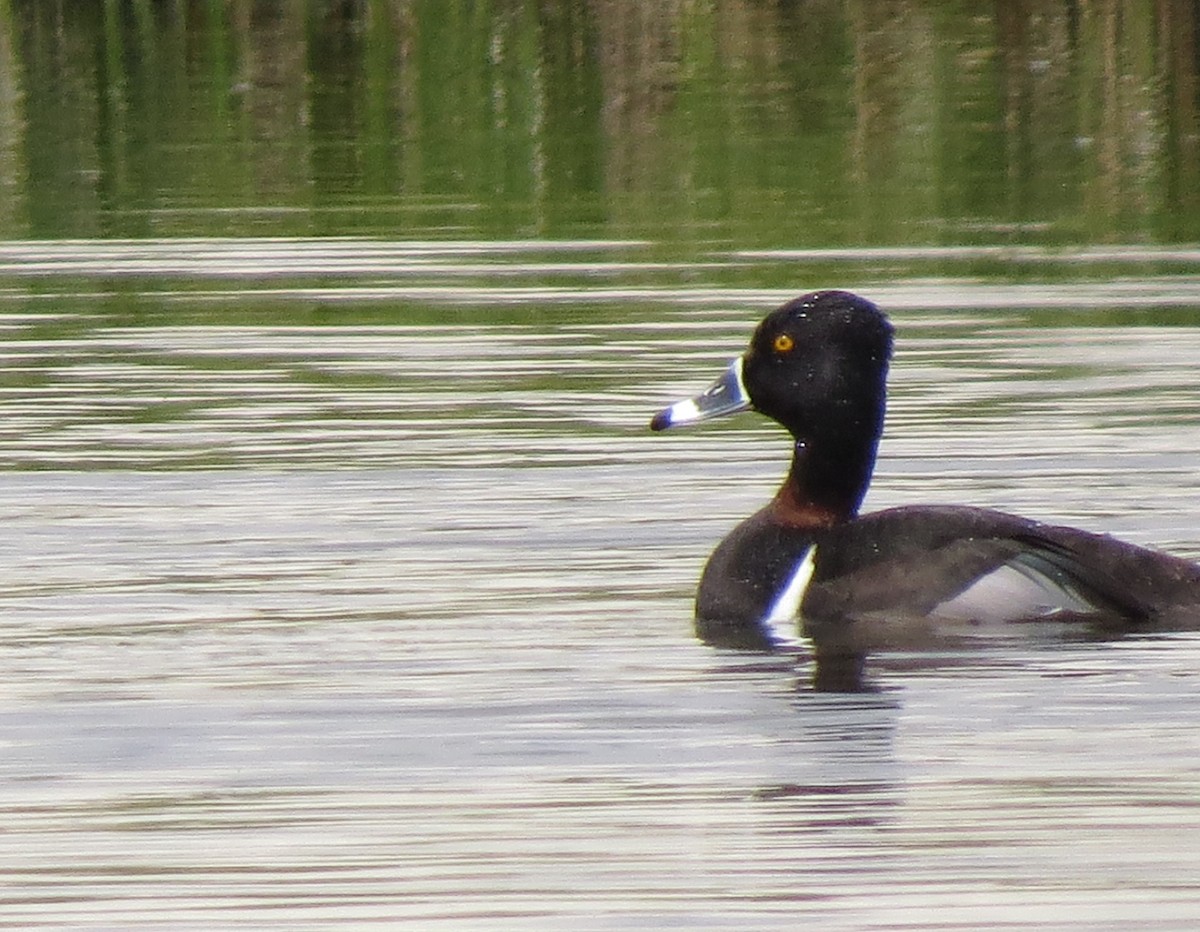 Ring-necked Duck - ML101534991