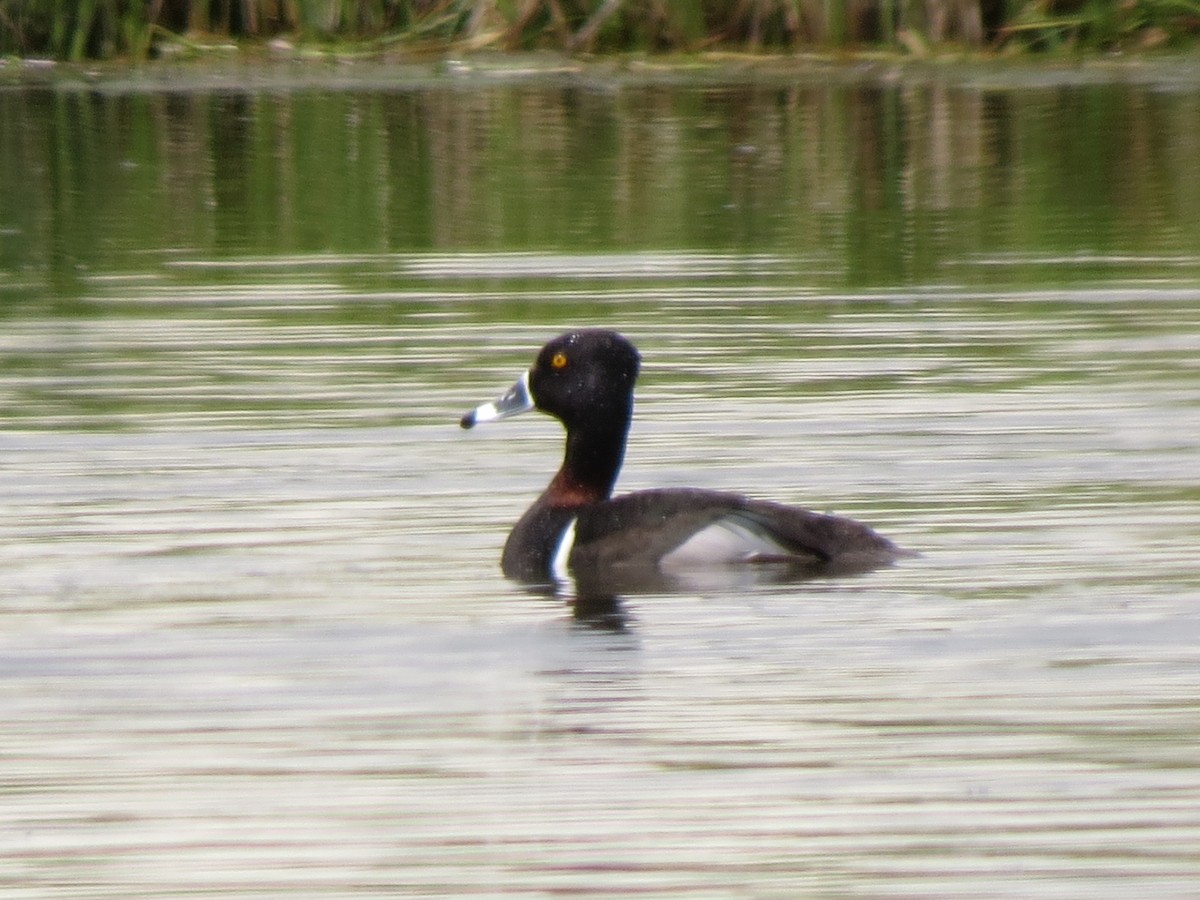 Ring-necked Duck - ML101535011