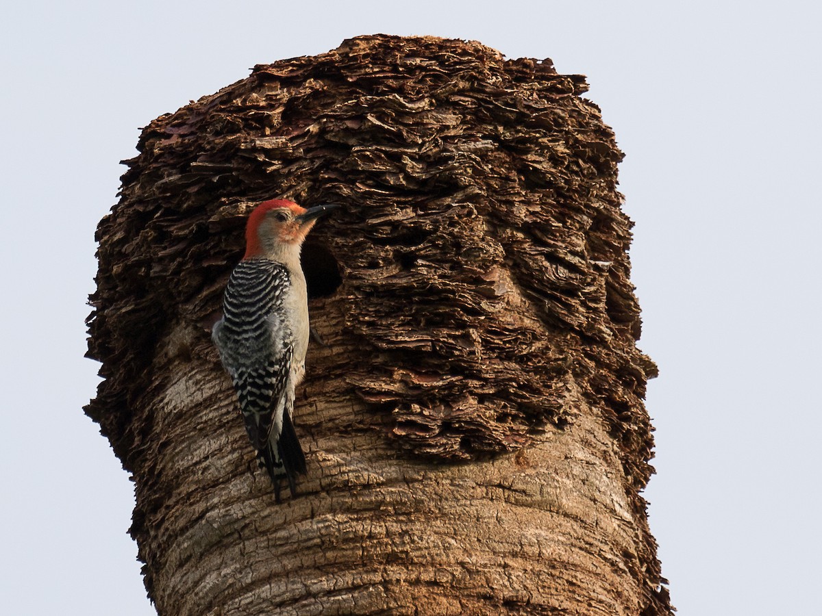 Red-bellied Woodpecker - Lynette Spence