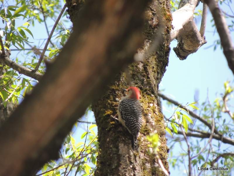 Red-bellied Woodpecker - Linda Castilloux