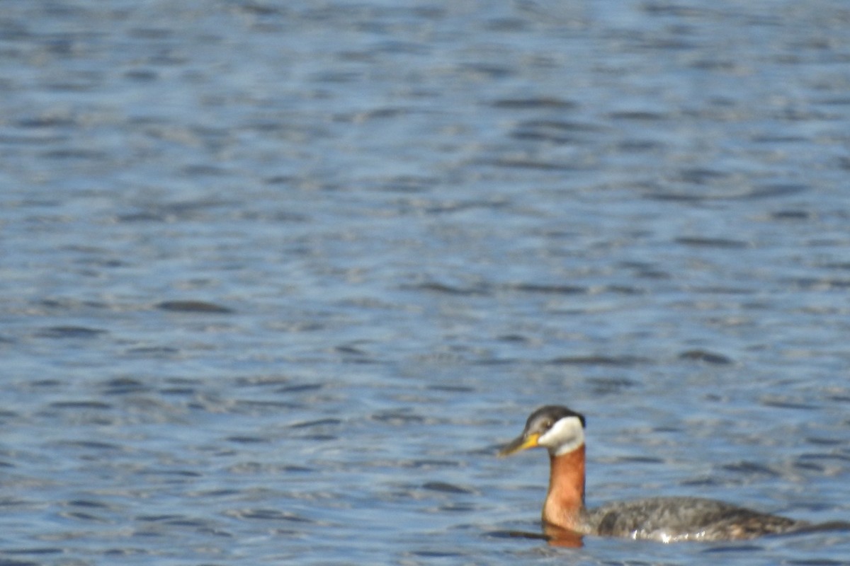 Red-necked Grebe - ML101542981