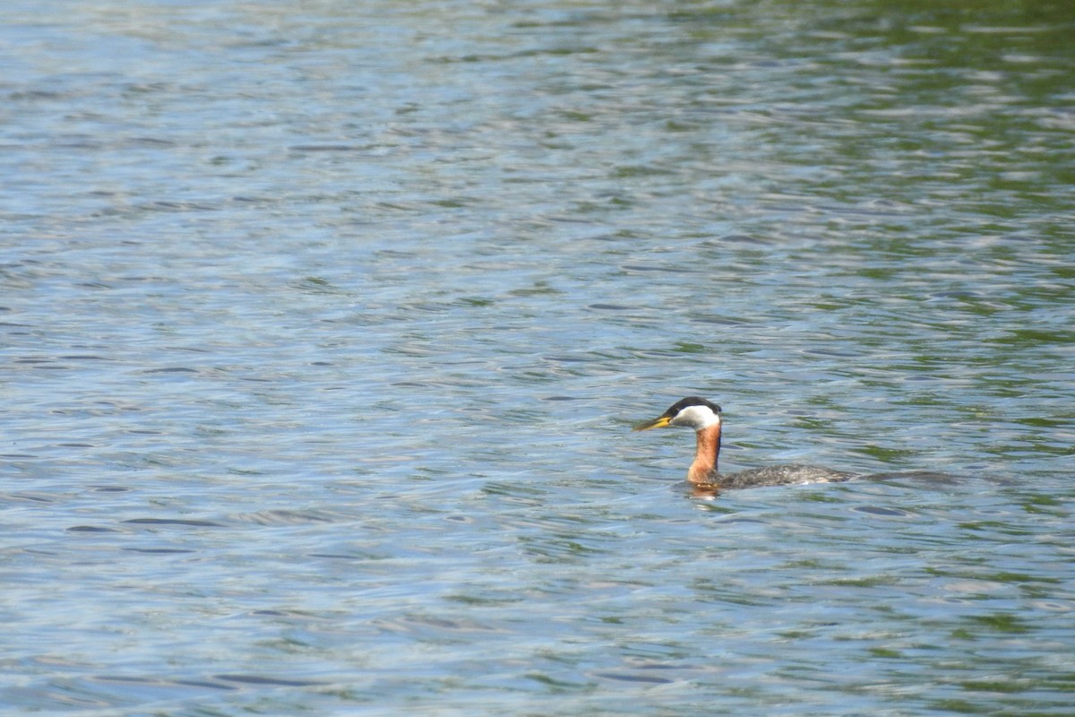 Red-necked Grebe - ML101543011