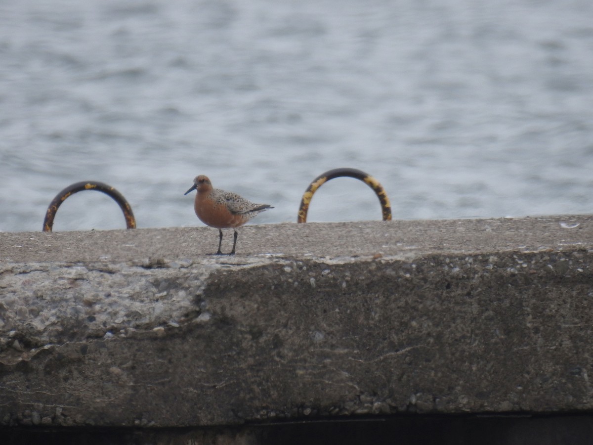 Red Knot - ML101545571