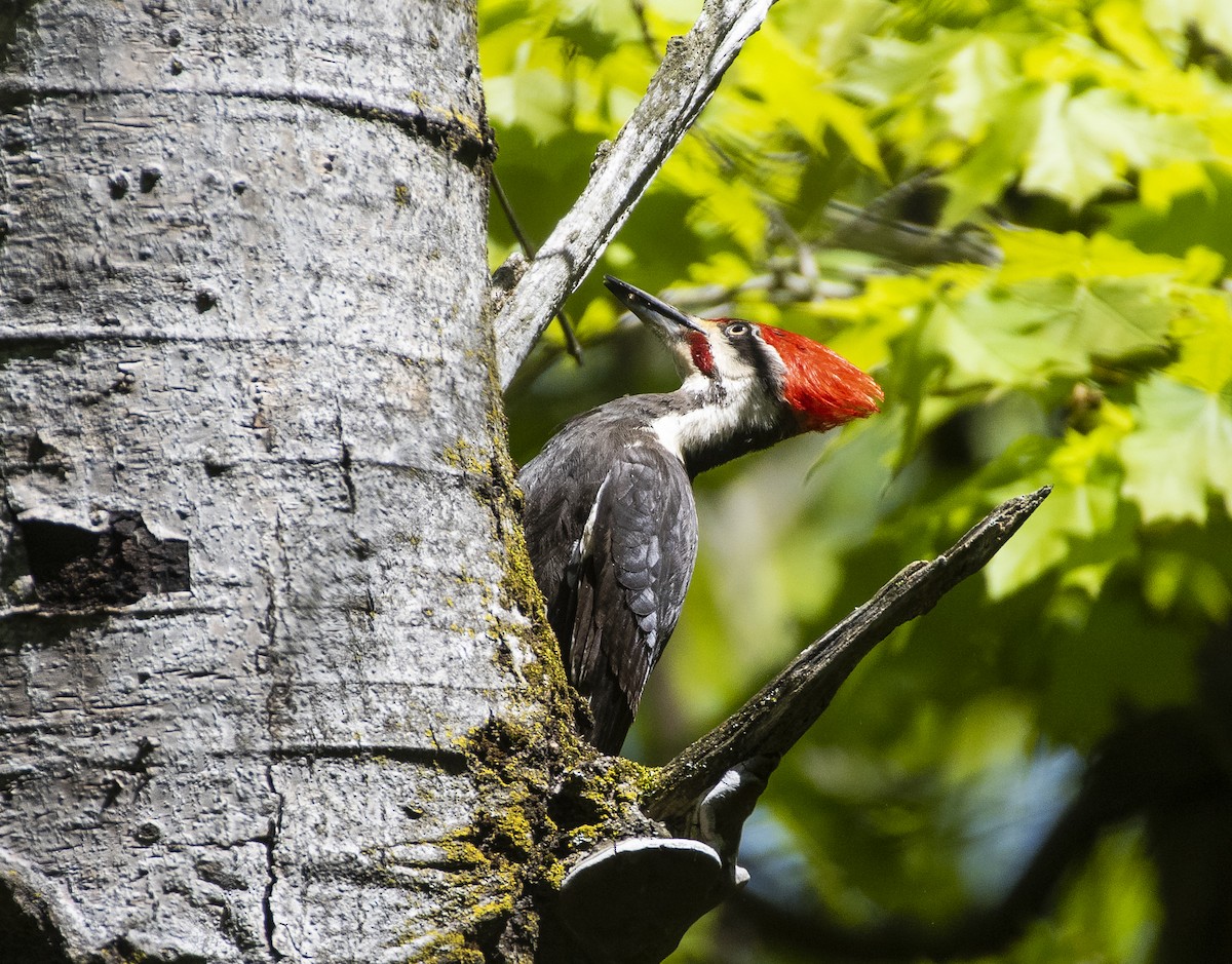 Pileated Woodpecker - Joe Carey