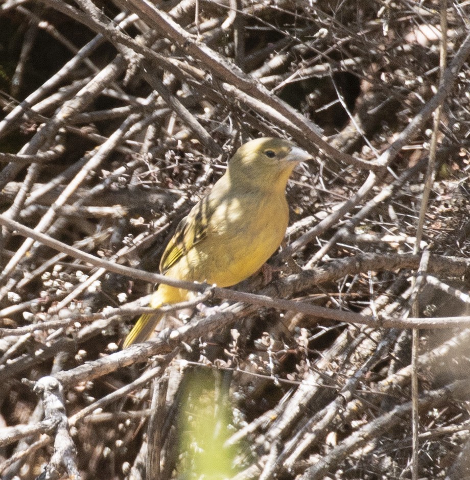 Greenish Yellow-Finch - Mouser Williams
