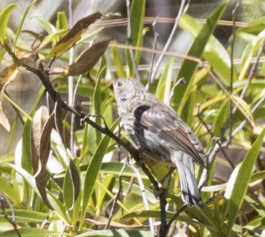 Band-tailed Seedeater - ML101551281