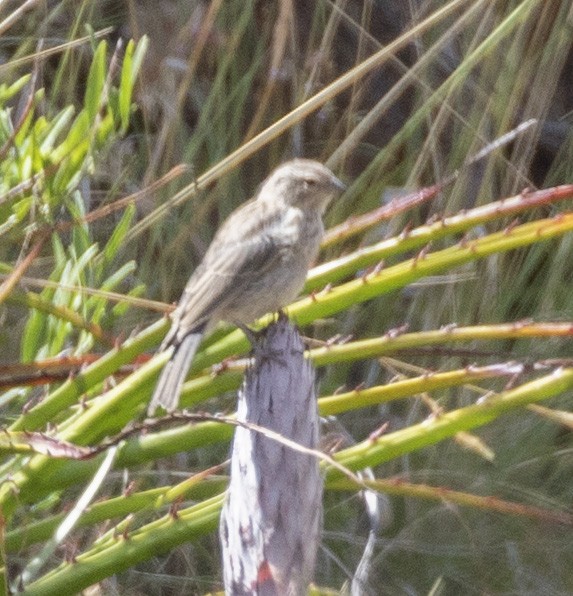 Band-tailed Seedeater - ML101551421