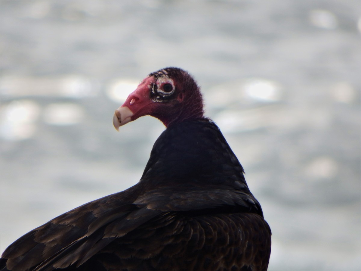 Turkey Vulture - Emilie Snyder