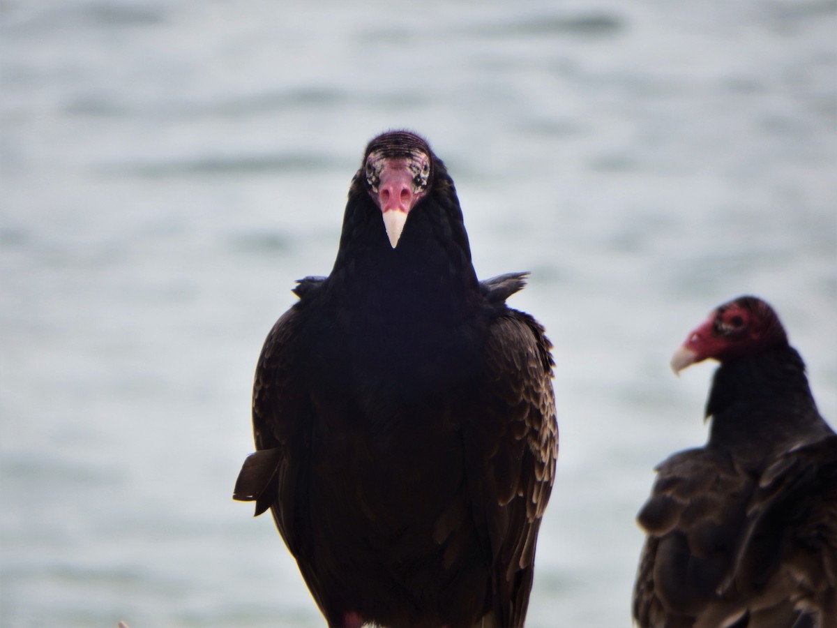 Turkey Vulture - ML101551571