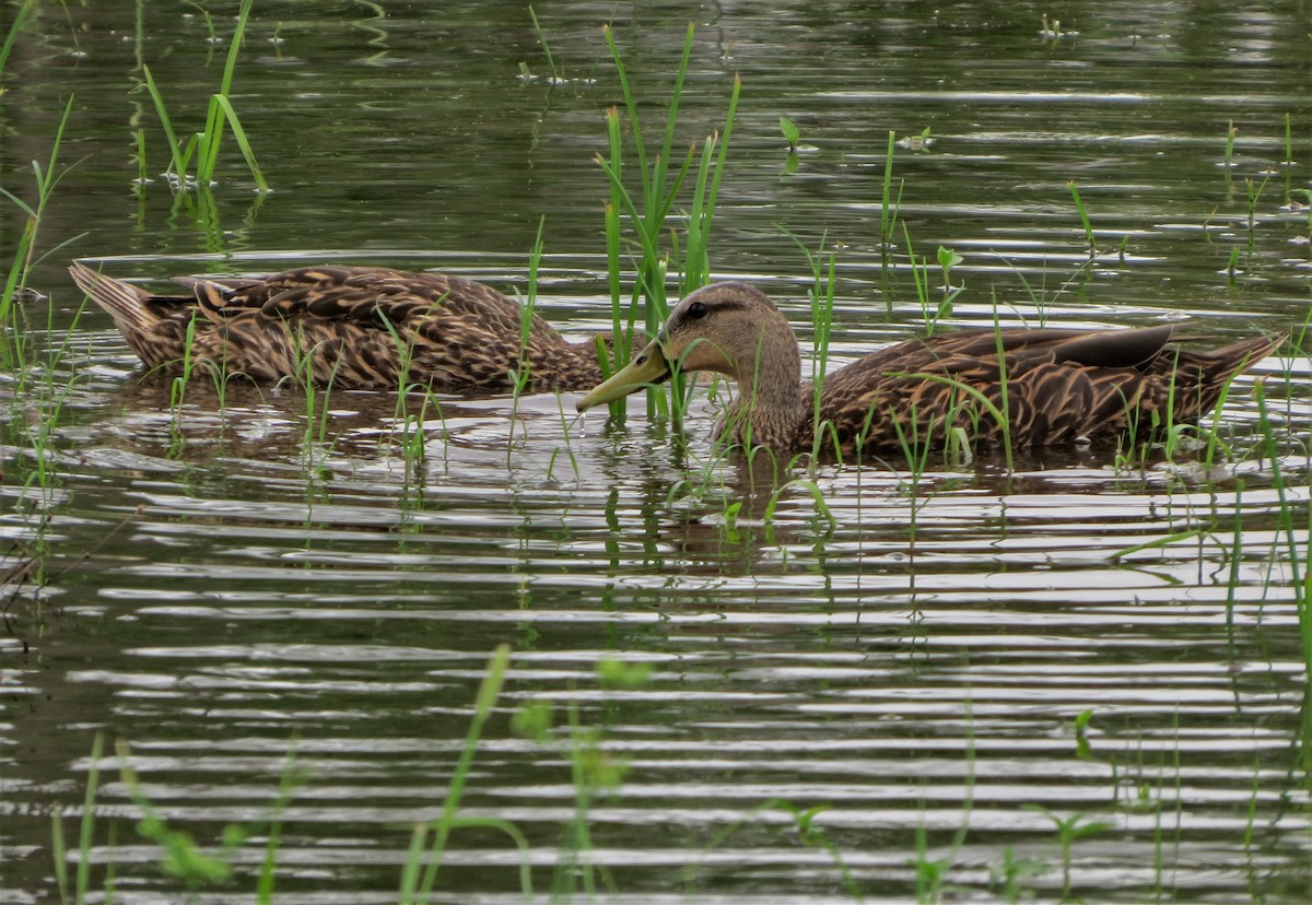 Mottled Duck - Susan Young