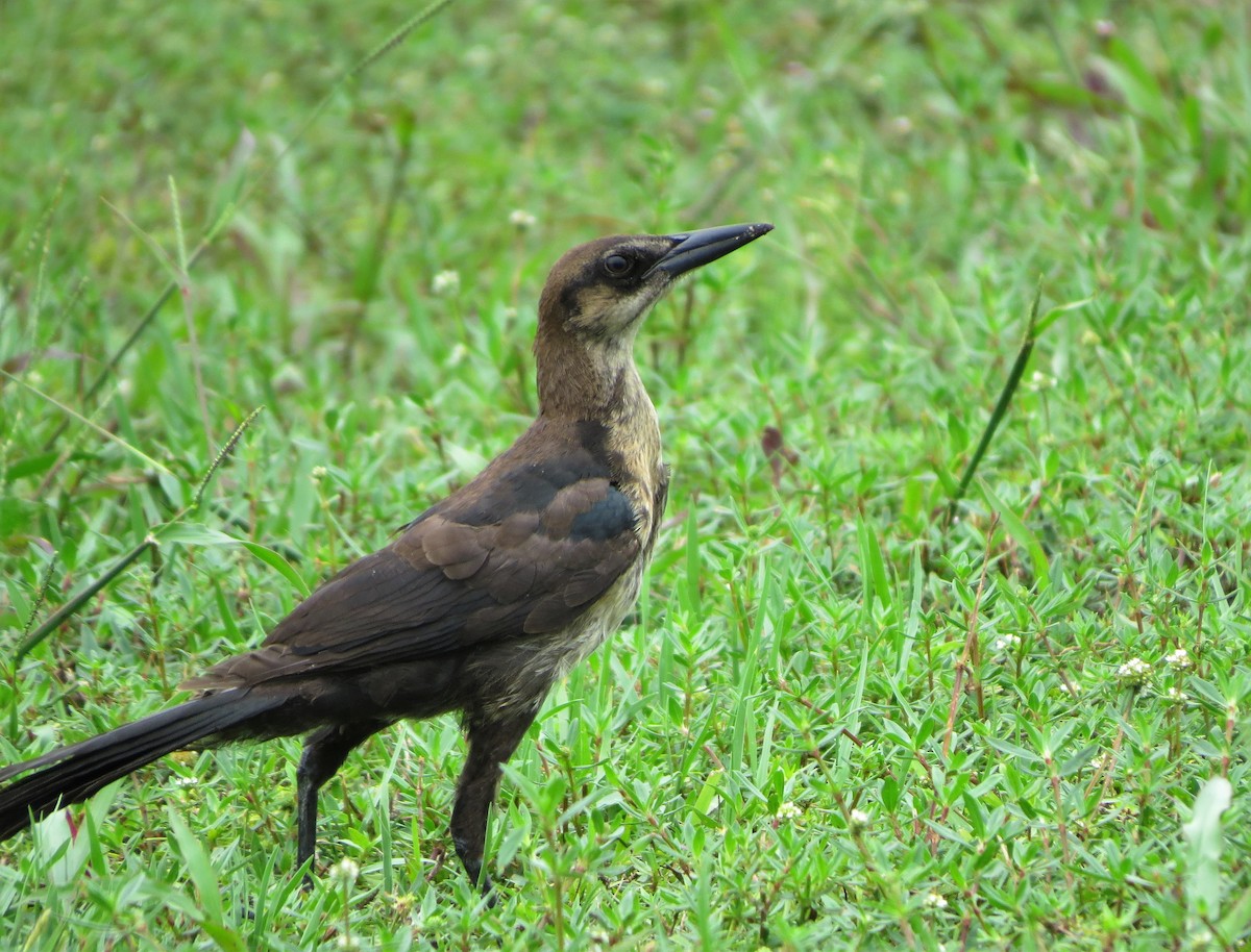 Boat-tailed Grackle - ML101552091