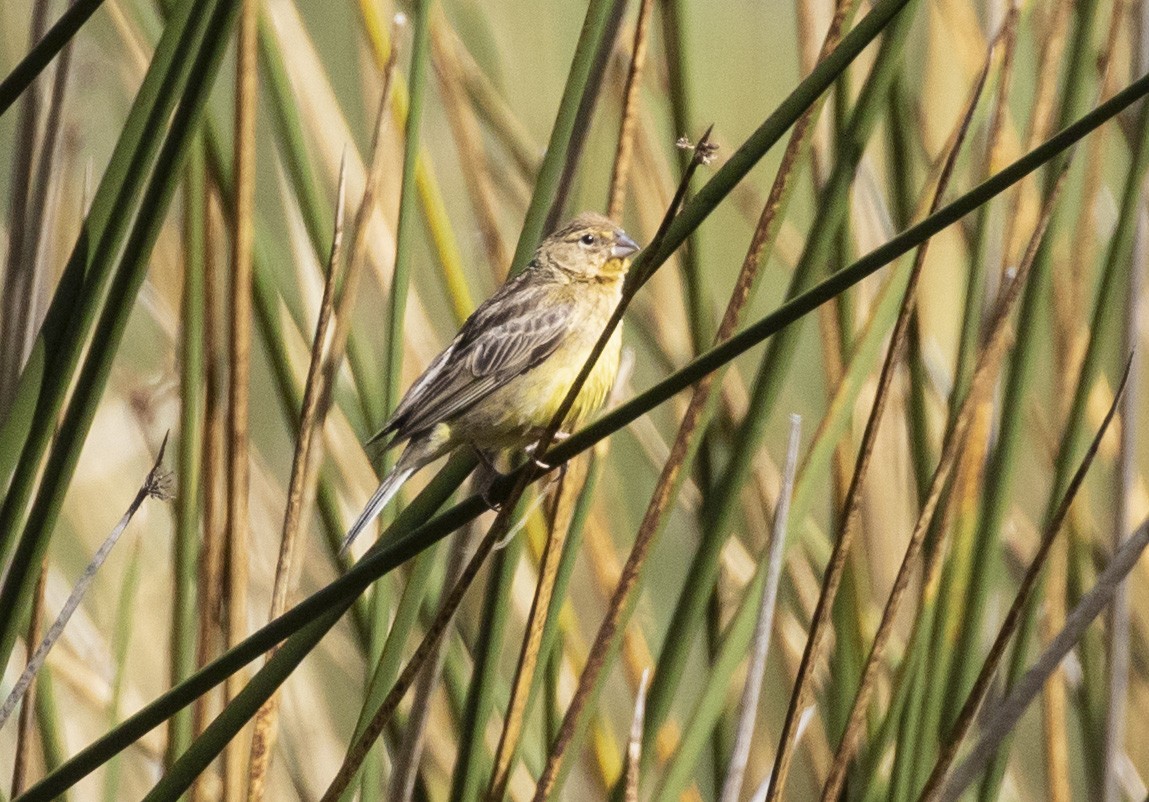 Grassland Yellow-Finch - ML101552211