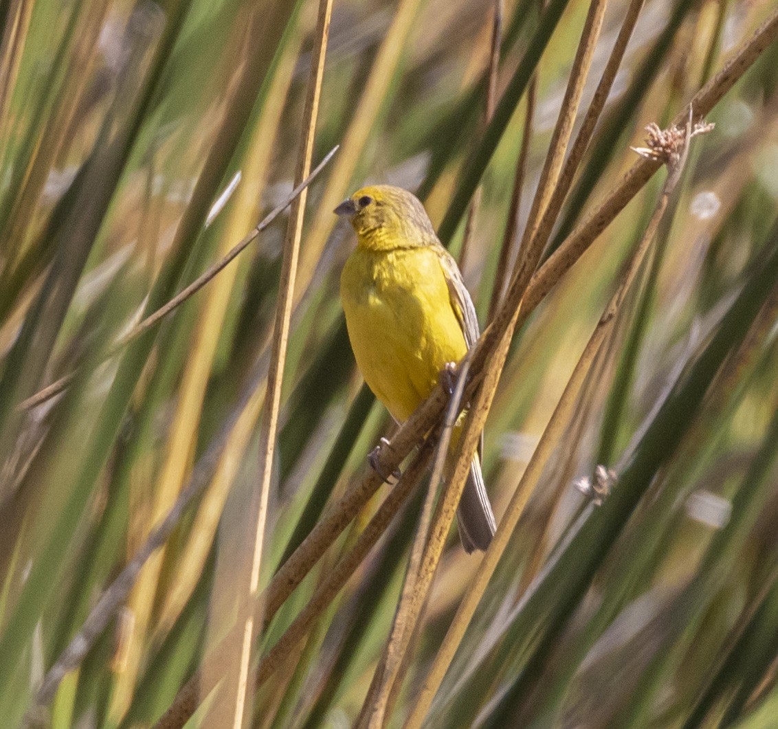Grassland Yellow-Finch - ML101552231
