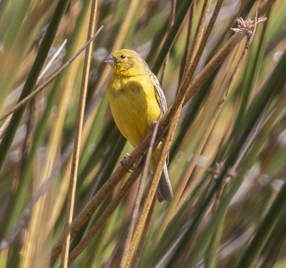 Grassland Yellow-Finch - ML101552251