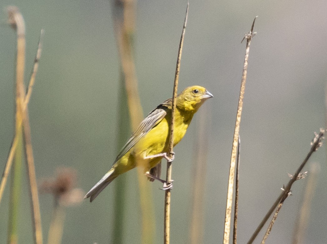 Grassland Yellow-Finch - ML101552301