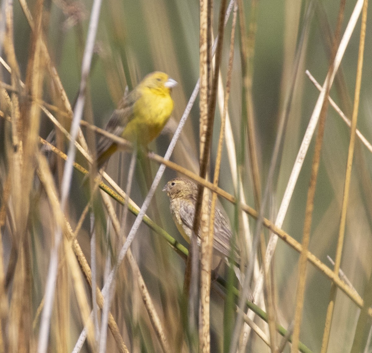 Grassland Yellow-Finch - ML101552411