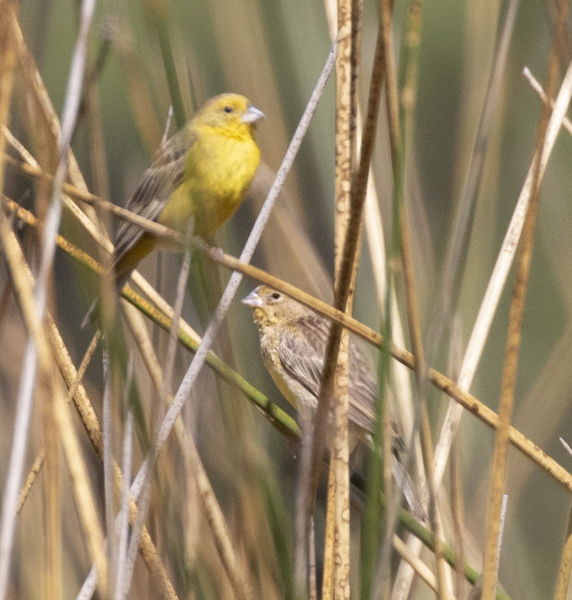 Grassland Yellow-Finch - Mouser Williams